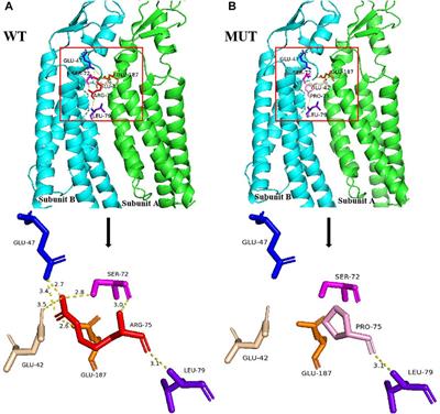 Case Report: A Novel GJB2 Missense Variant Inherited From the Low-Level Mosaic Mother in a Chinese Female With Palmoplantar Keratoderma With Deafness